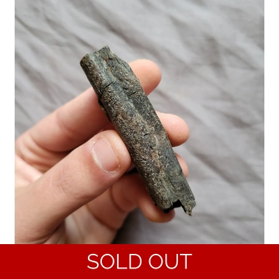 Rare Quality Gorgosaurus Fossil Metarsal Toe Bone Partial Tyrannosaur Dinosaur